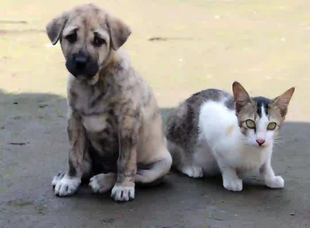 Sokak Köpekleri ve Güvenlik Sorunu ile İlgili Basın Açıklaması